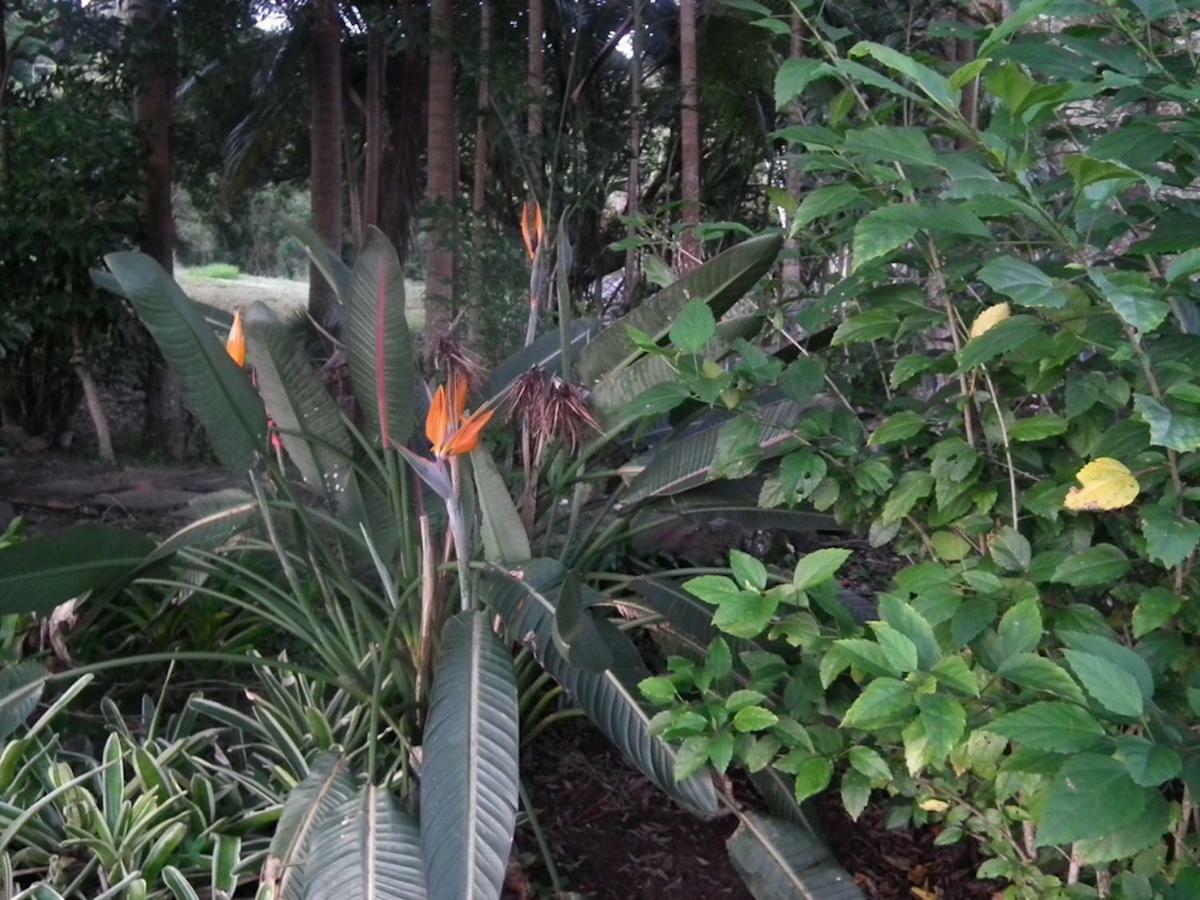 Apartamento Maleny Hinterland Escape Witta Exterior foto